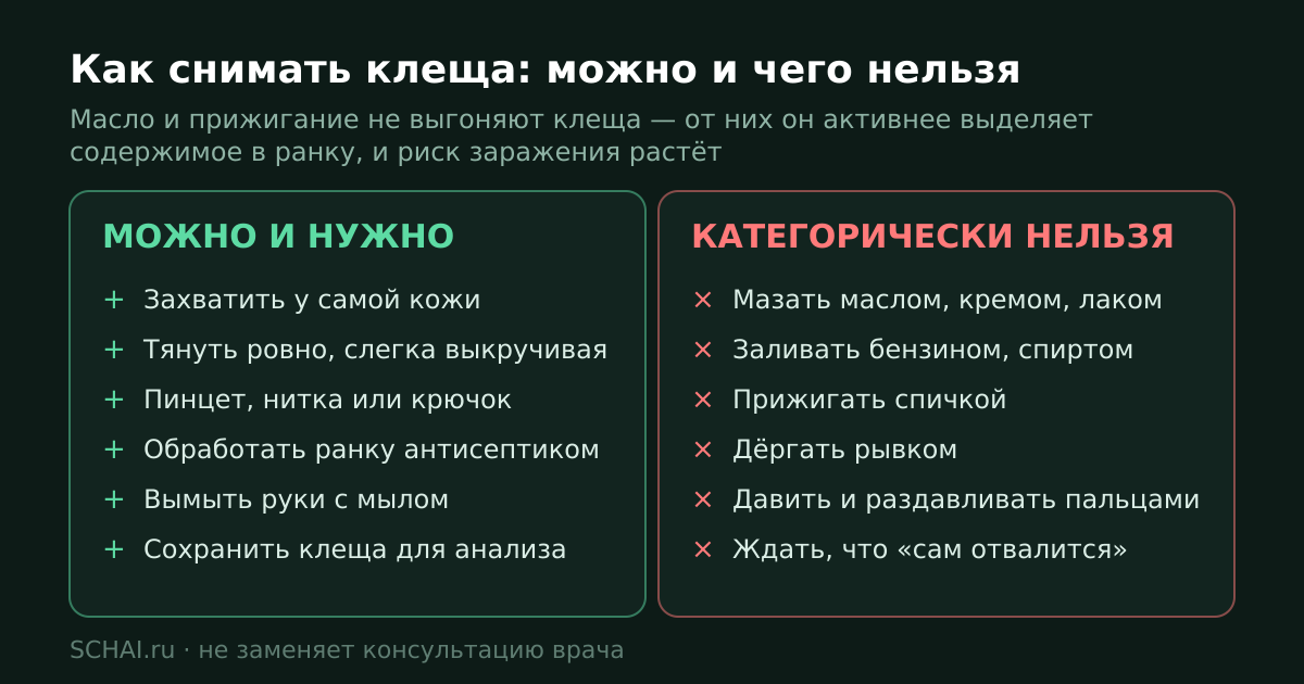 Как снимать клеща: что можно и что категорически нельзя