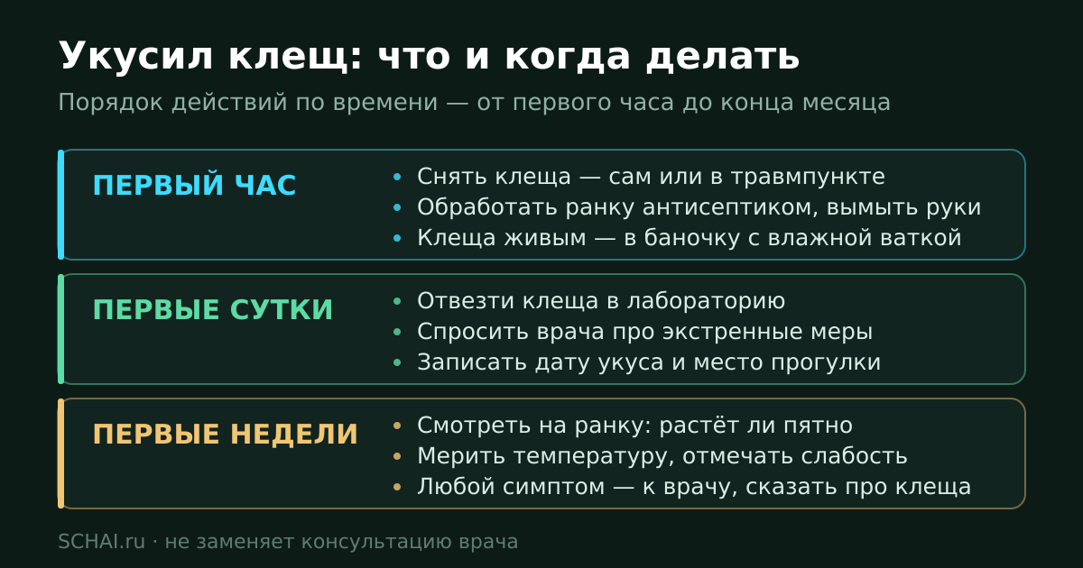Порядок действий после укуса клеща: первый час, первые сутки, первые недели