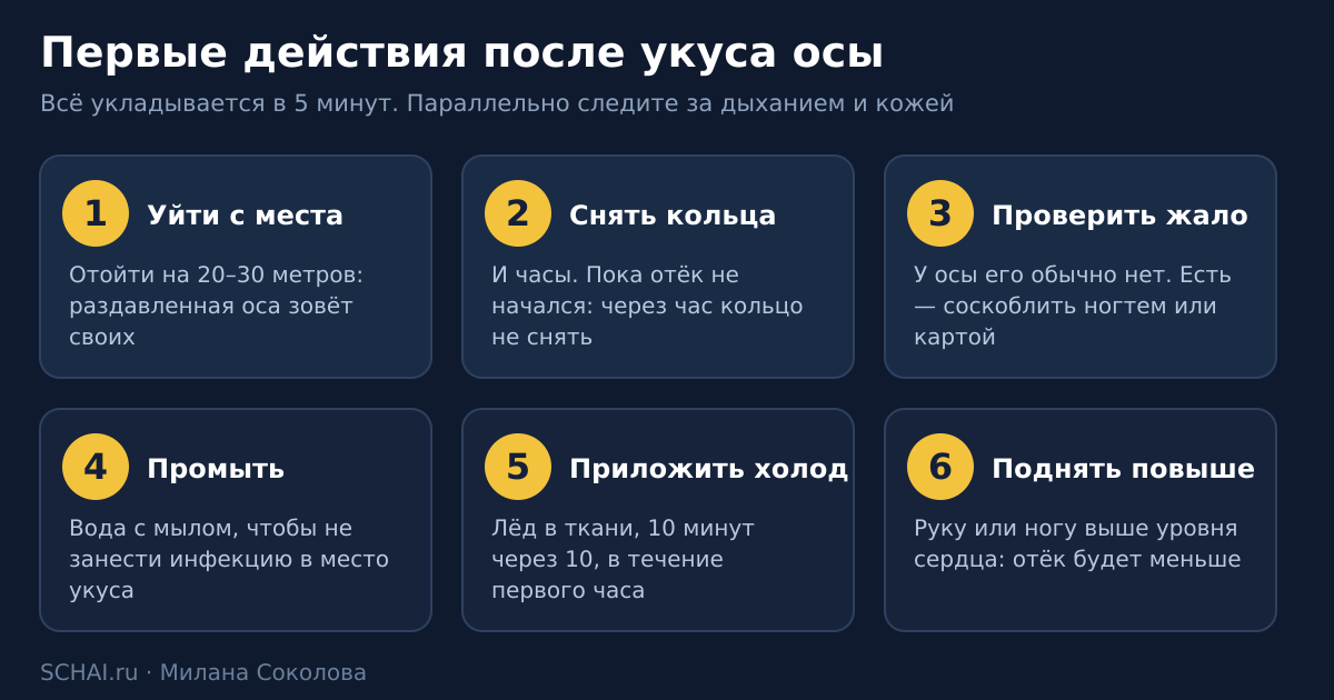 Порядок первых действий после укуса осы: шесть шагов