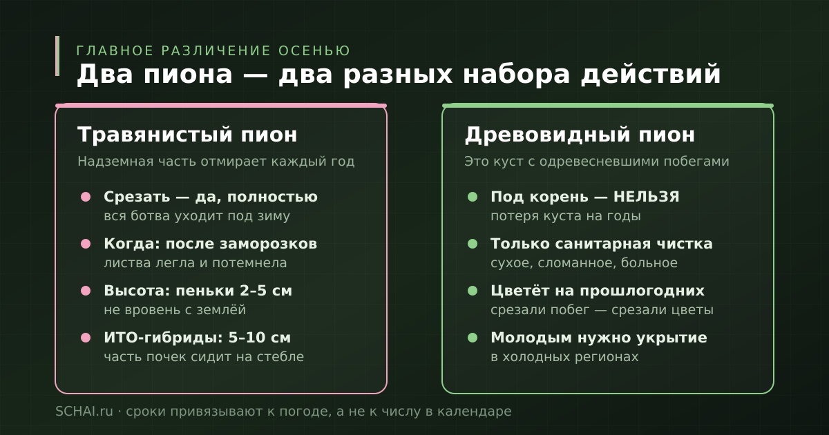 Травянистый и древовидный пион: что делать с каждым осенью