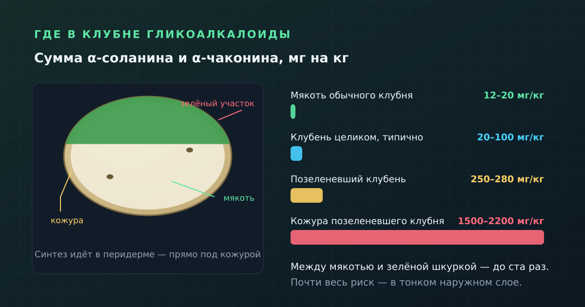 Где в клубне гликоалкалоиды: мякоть, кожура, позеленевшие участки и глазки