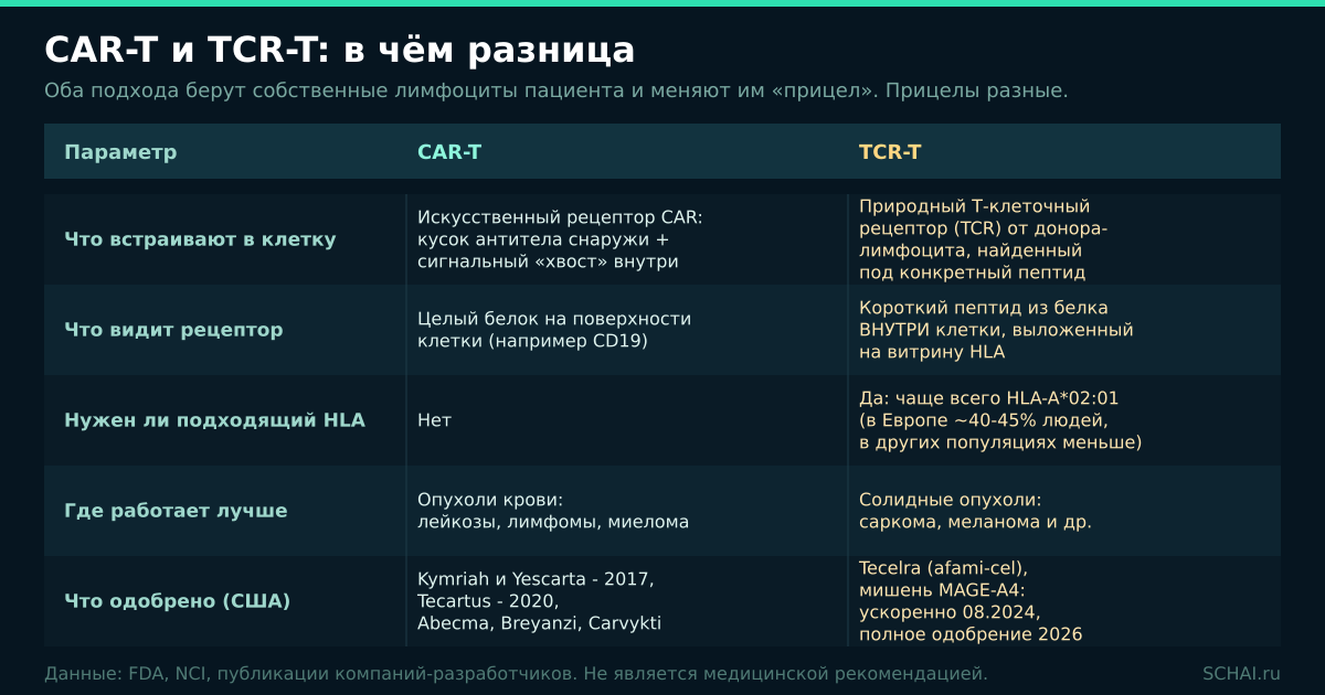 CAR-T и TCR-T: что встраивают в клетку, что видит рецептор, где работает лучше и что уже одобрено