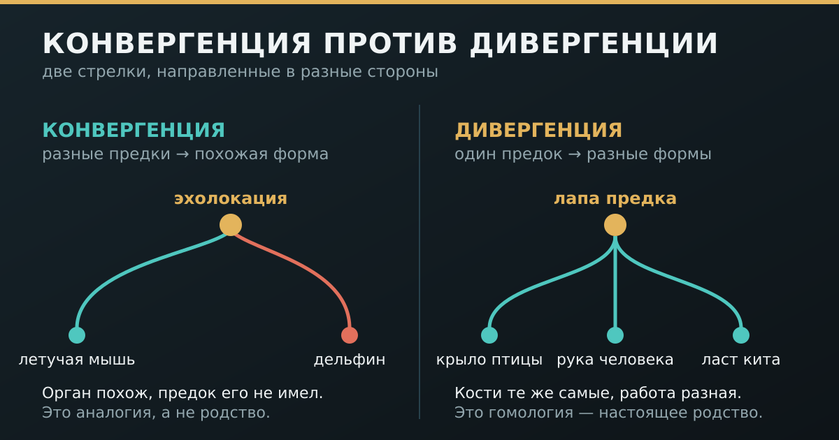 Схема: конвергенция против дивергенции