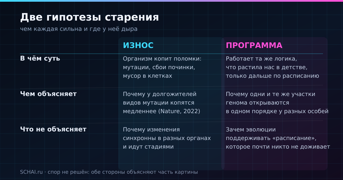Две гипотезы старения: чем каждая сильна и где у неё дыра