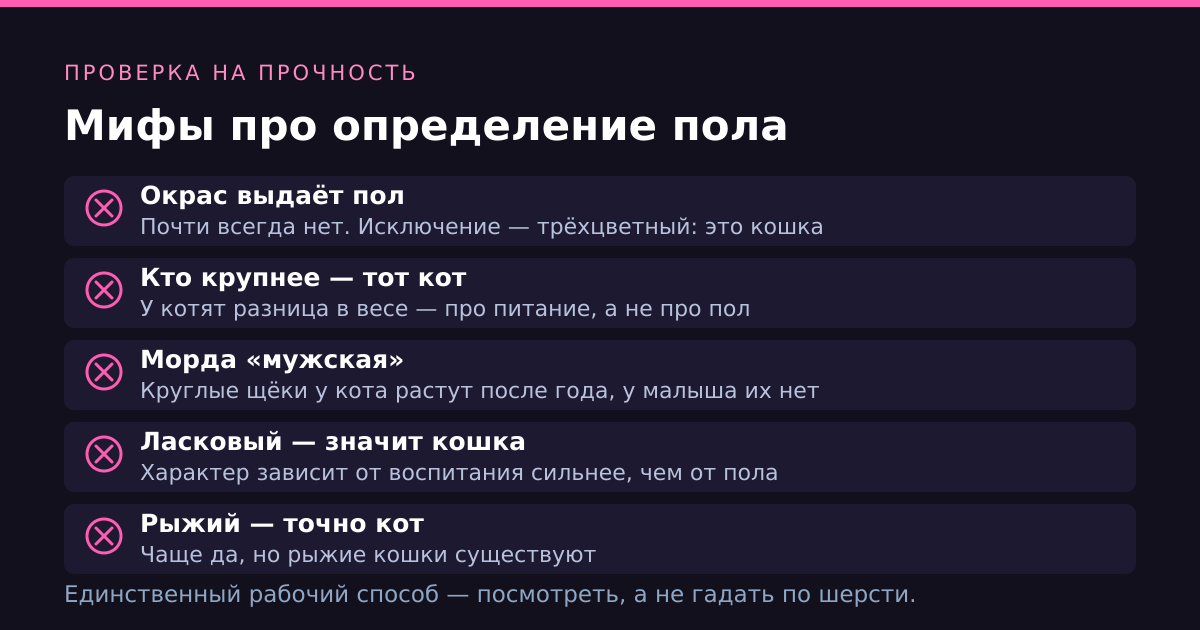 Мифы про определение пола котёнка: окрас, размер, морда и характер