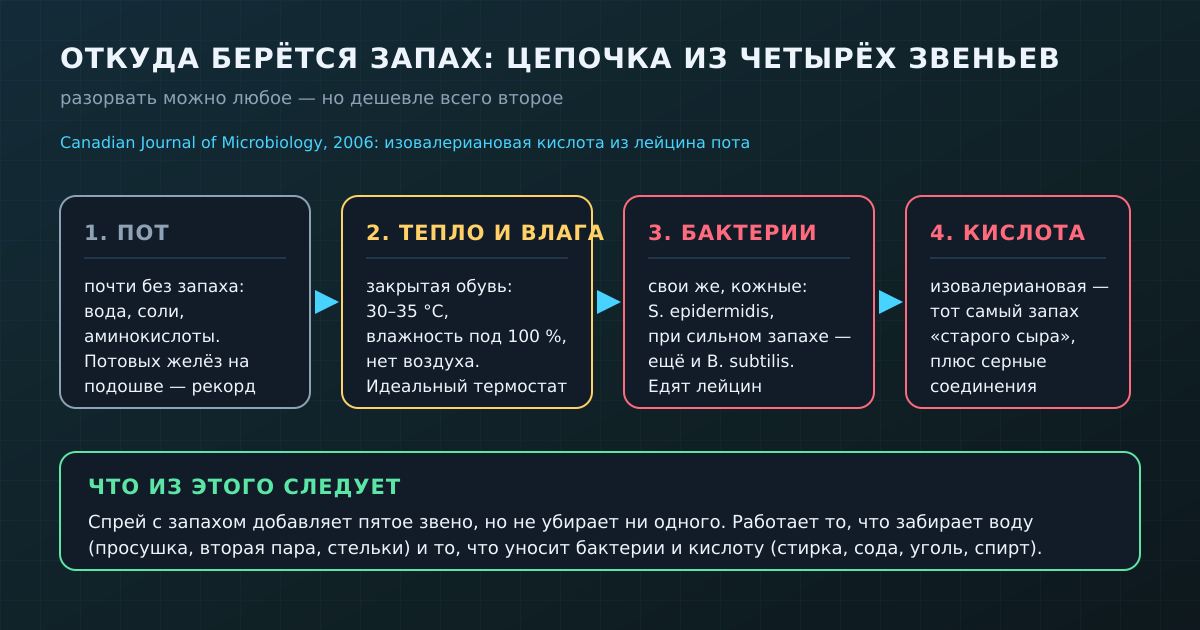 Цепочка из четырёх звеньев: пот — тепло и влага — бактерии — пахучая кислота. Разорвать проще всего второе звено