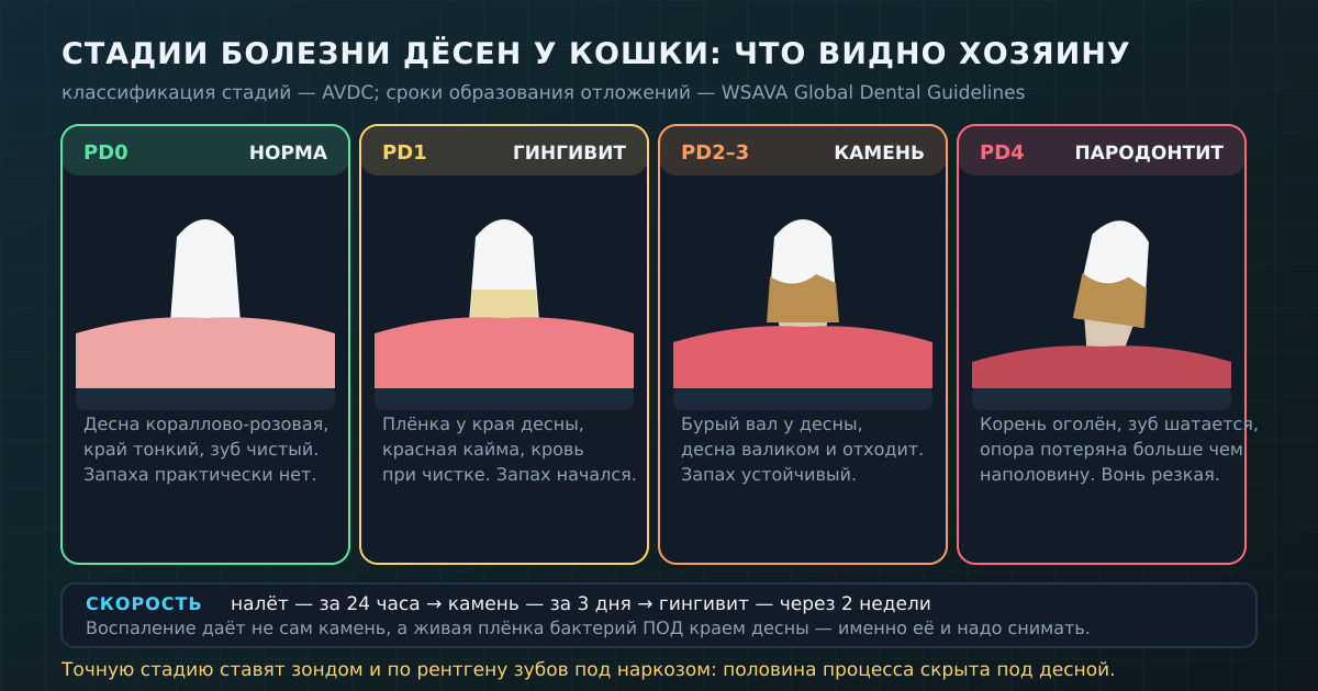 Четыре стадии по классификации AVDC: что происходит с зубом и десной и что из этого реально видно хозяину.
