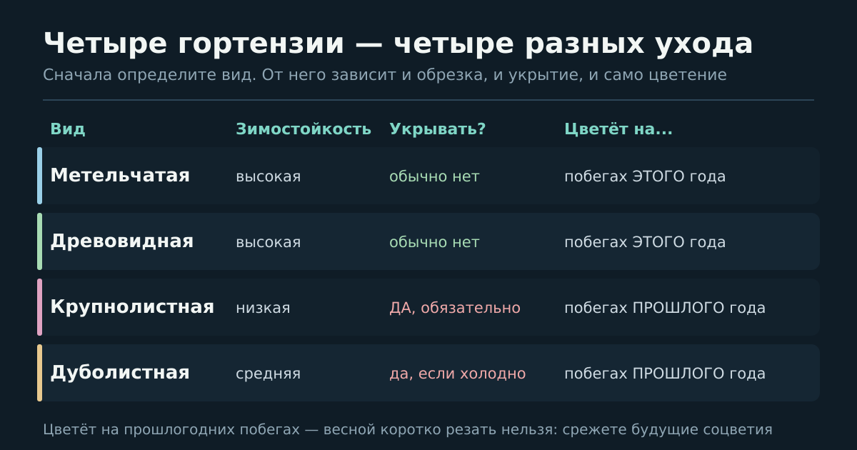 Вид гортензии, зимостойкость, укрытие и на каких побегах она цветёт