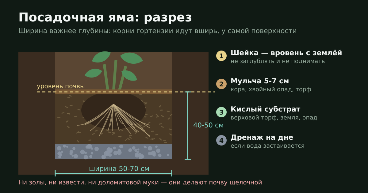 Схема посадочной ямы: ширина, глубина, уровень корневой шейки и мульча