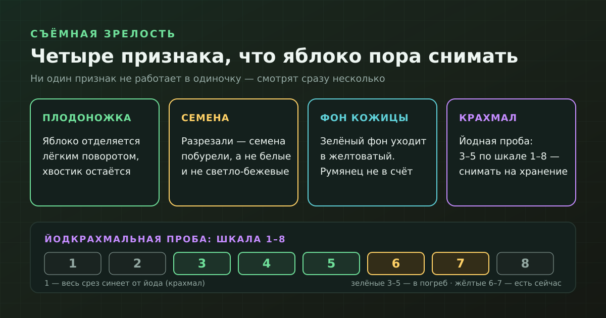 Ни один признак не работает в одиночку: смотрят плодоножку, семена, фон кожицы и крахмал на срезе