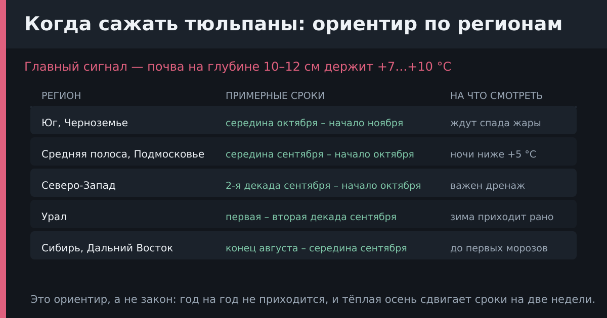 Сроки посадки тюльпанов по регионам: ориентир, а не закон