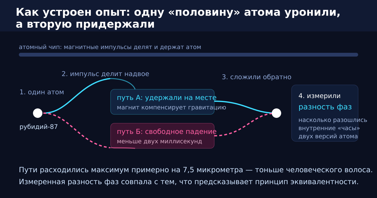 Схема эксперимента: атом идёт двумя путями, один падает, второй удерживают магнитом