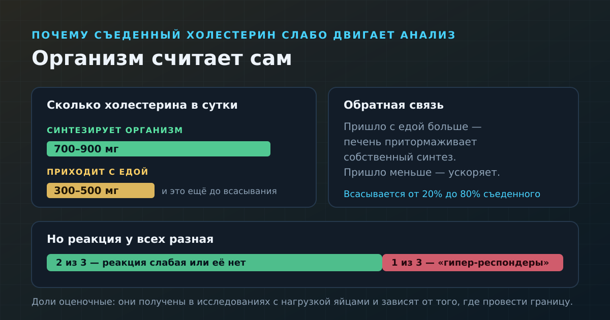 Почему яйцо слабо двигает липидограмму: организм синтезирует холестерина в разы больше, чем приносит еда, и умеет себя тормозить