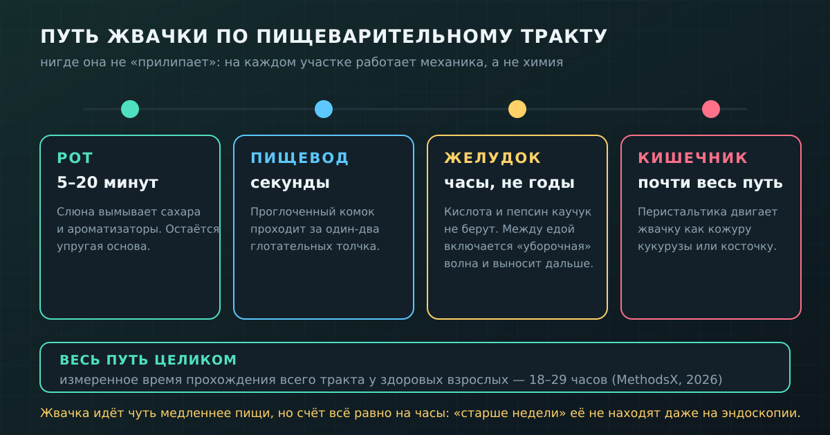 Путь жвачки по тракту: везде работает механика, а не химия. Общее время — часы и сутки, а не годы