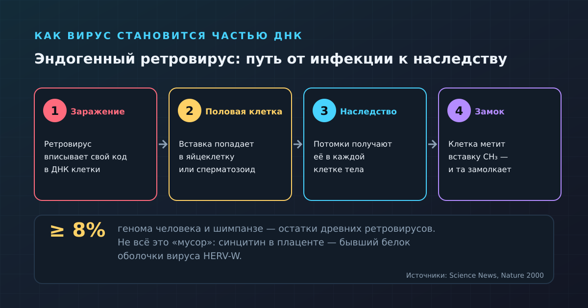 Как вирус становится частью родословной: вставка в половую клетку, передача потомству, «запирание» метками