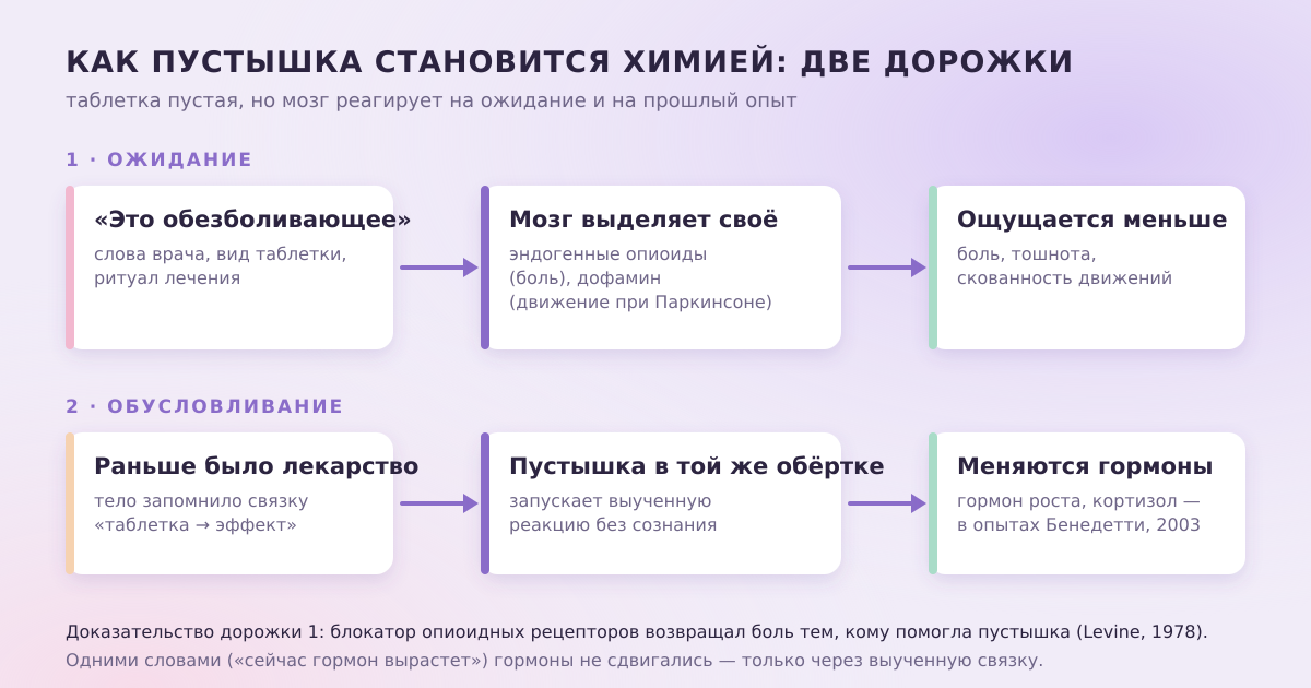 Две дорожки плацебо: ожидание запускает выброс собственных опиоидов и дофамина, а обусловливание — выученную реакцию тела, вплоть до гормонов