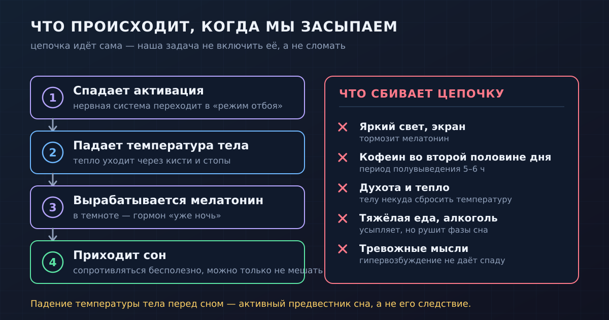 Механизм засыпания: спад активации, падение температуры тела и выработка мелатонина — и то, что сбивает эту цепочку.