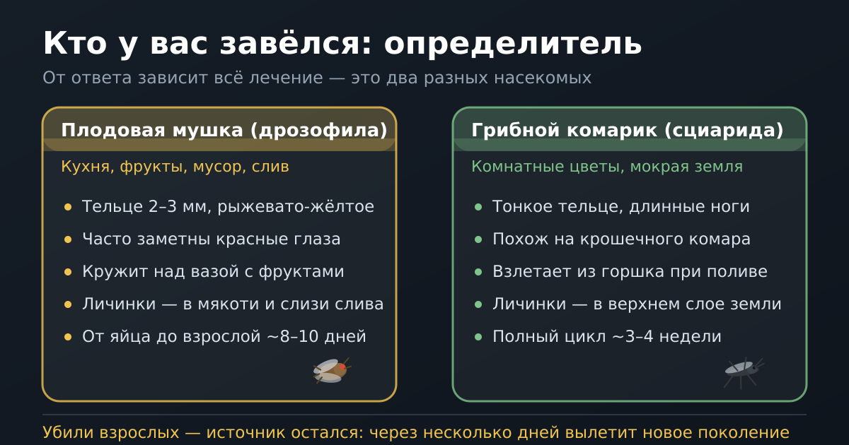 Определитель: чем плодовая мушка отличается от грибного комарика и где у каждого личинки
