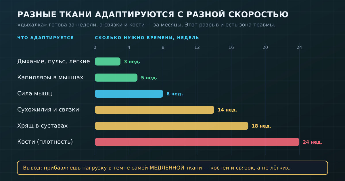Дыхание и пульс адаптируются за недели, а связки и кости — за месяцы. Прибавлять нагрузку нужно в темпе самой медленной ткани.