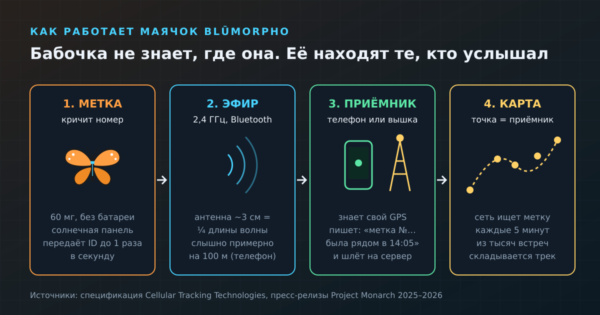 Как маячок весом 60 мг превращается в трек: бабочка кричит номер, координаты ставит тот, кто услышал