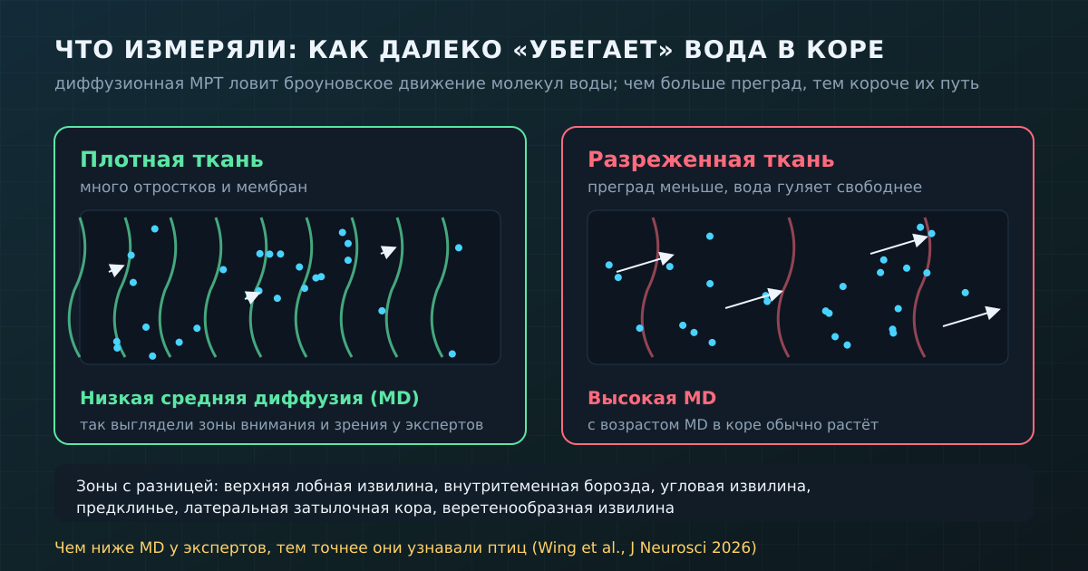 Средняя диффузия: в плотной коре вода упирается в преграды, в разреженной гуляет свободнее