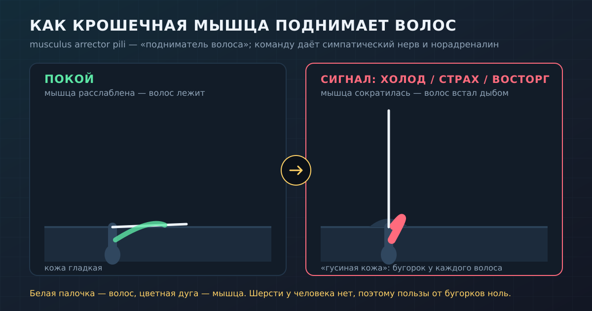 Слева мышца расслаблена и волос лежит, справа — сократилась и подняла волос дыбом, кожа идёт бугорками. Команду даёт симпатический нерв.
