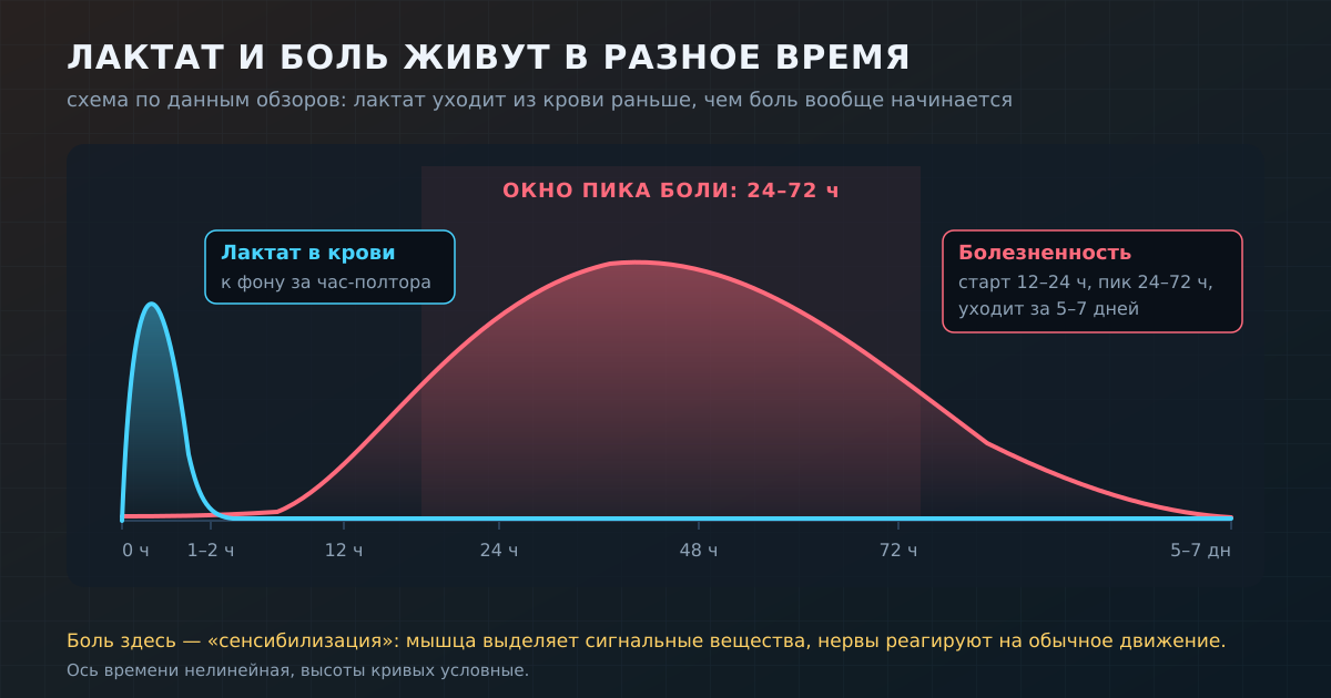 Лактат и отсроченная болезненность разнесены во времени: к началу боли лактат давно вернулся к фону
