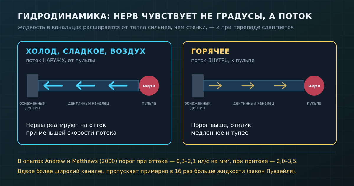 Холод тянет жидкость в канальцах наружу, горячее — внутрь. Нервы зуба срабатывают на отток при куда меньшей скорости потока.