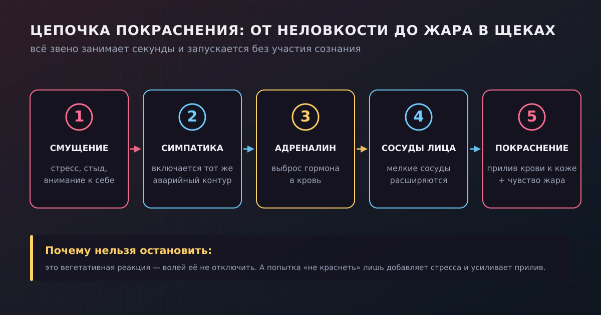 Цепочка покраснения: смущение запускает симпатическую нервную систему, выброс адреналина расширяет сосуды лица, кровь приливает к коже — и щёки вспыхивают.