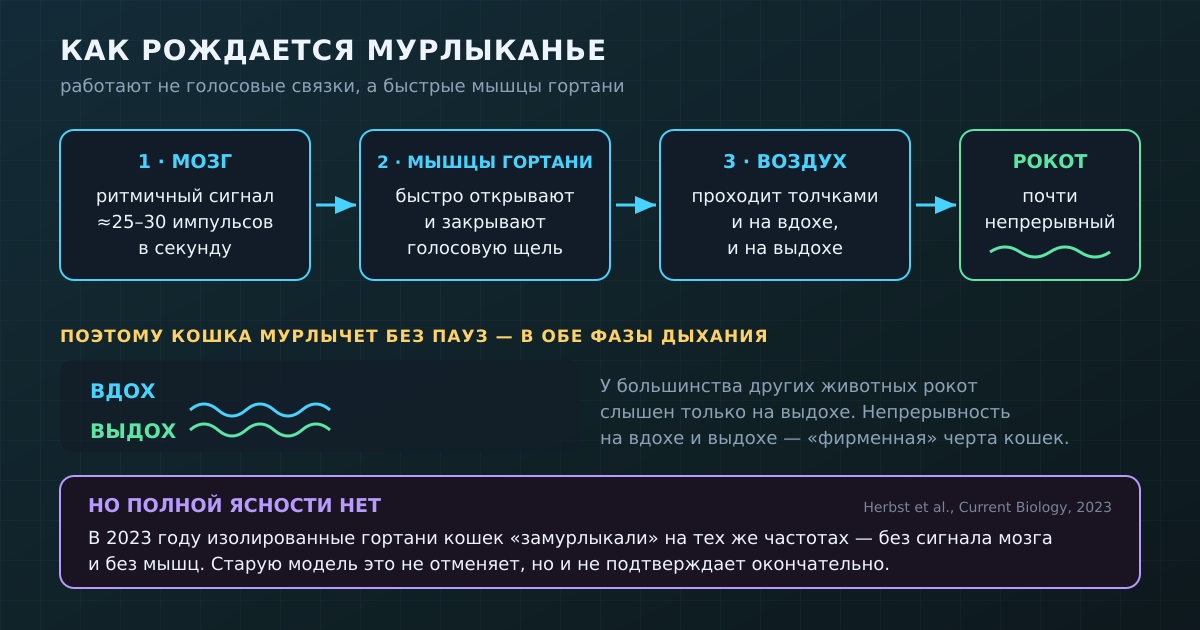 Как рождается мурлыканье: мозг задаёт ритм, мышцы гортани быстро смыкают голосовую щель, воздух на вдохе и выдохе идёт толчками. В 2023 году выяснилось, что часть этой работы гортань может делать и без команды мозга.