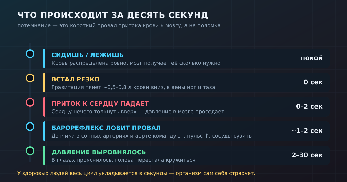 Весь цикл — от резкого подъёма до «прояснилось» — у здорового человека укладывается в секунды.