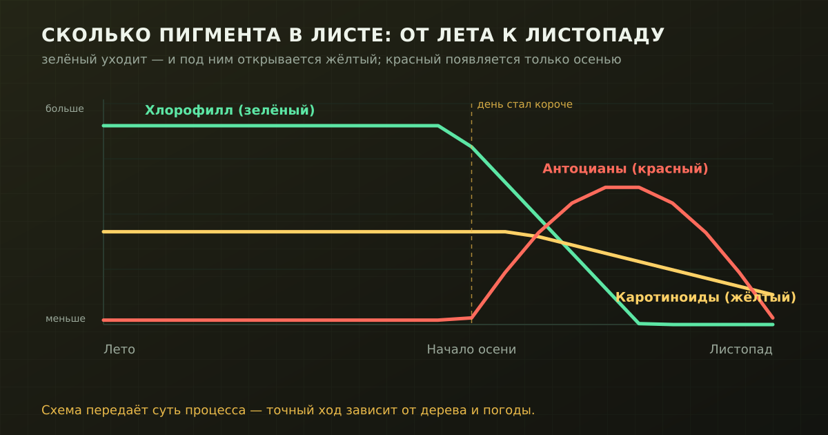 Пока зелёного много, лист зелёный. Хлорофилл уходит — проступает жёлтый, который был всё лето; красный поднимается уже осенью и опадает вместе с листом