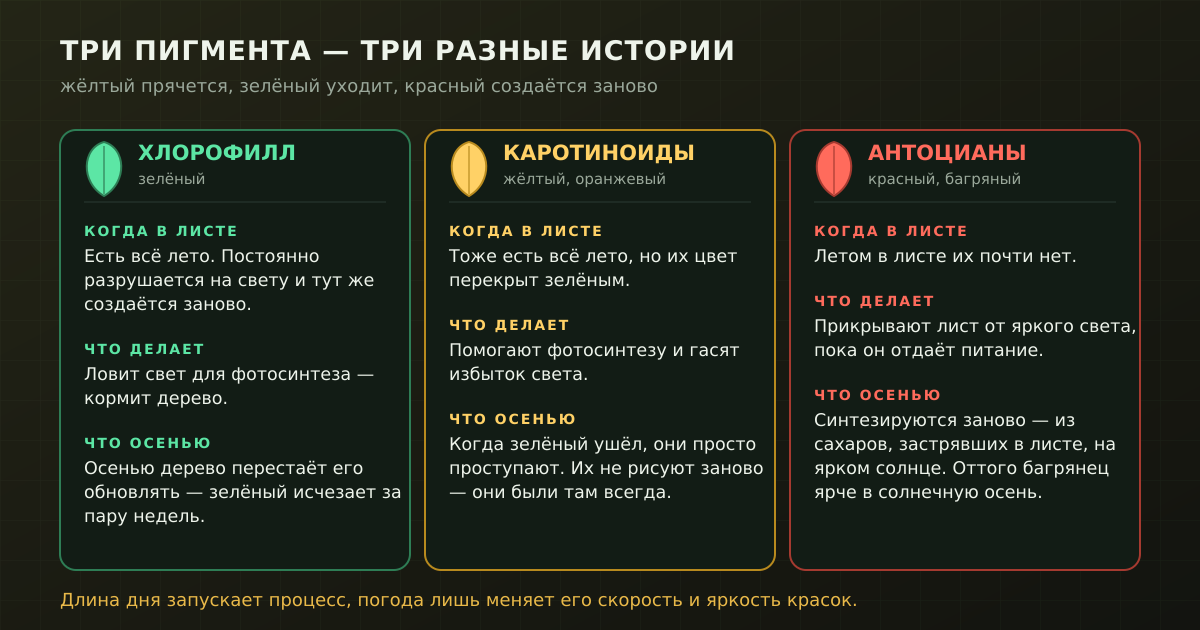 Три пигмента ведут себя по-разному: зелёный всё лето обновляется и осенью уходит, жёлтый был и проступил, красный синтезируется заново