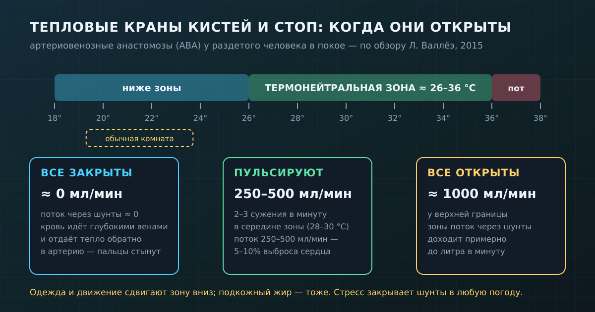 Тепловые краны кистей и стоп: у нижней границы комфортной зоны они закрыты почти полностью, у верхней — открыты все