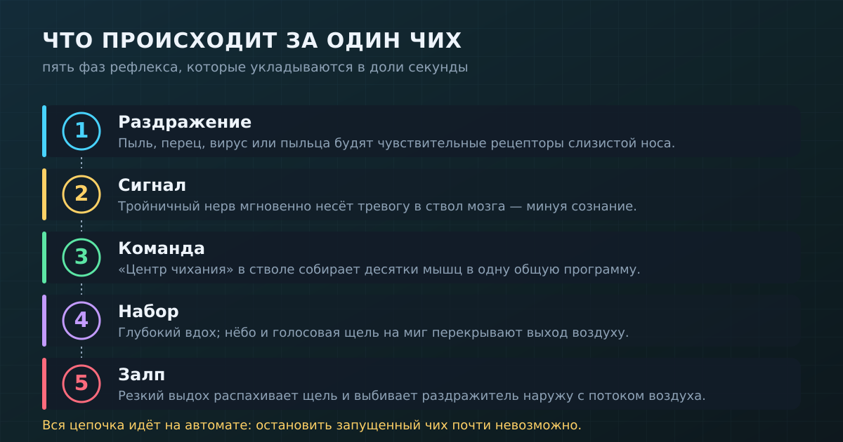 Один чих — это пять фаз рефлекса: от раздражения носа до залпа воздуха. Вся цепочка идёт на автомате.