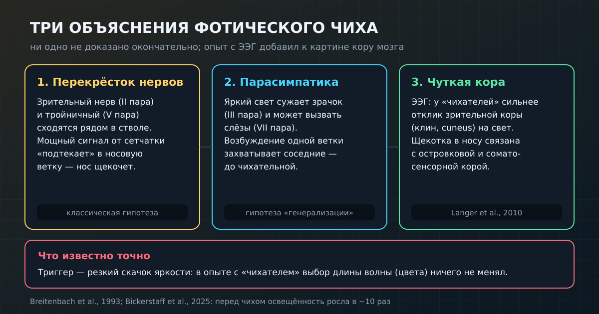 Три объяснения фотического чиха. Точно известно одно: триггер — резкий скачок яркости.