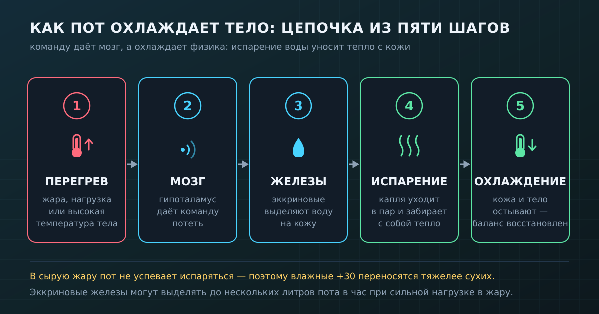 Как пот охлаждает тело: от перегрева до остывшей кожи — команду даёт мозг, а работает физика испарения.