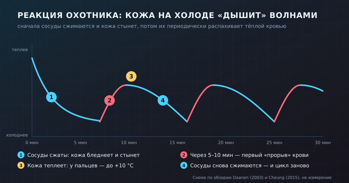 Реакция охотника: после первого сужения сосудов кожа периодически теплеет волнами. Схема по обзорам Daanen (2003) и Cheung (2015)