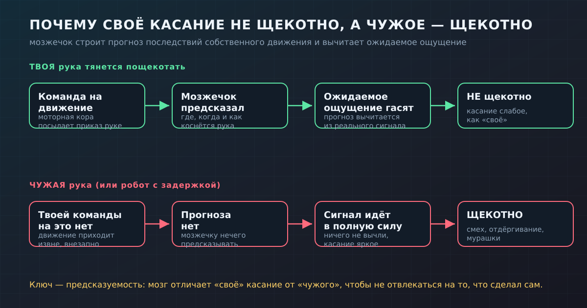 Своё движение мозжечок предсказывает и гасит ожидаемое касание — поэтому не щекотно. Чужое касание предсказать нельзя, сигнал идёт в полную силу — и становится щекотно.