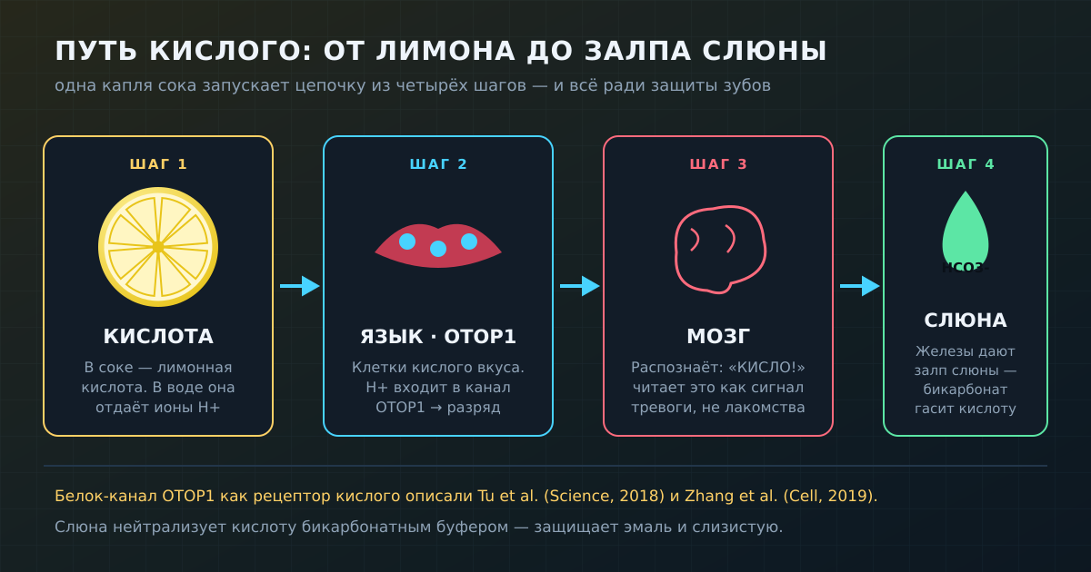 Путь кислого сигнала: лимонная кислота отдаёт ионы H+, их ловит канал OTOP1 на языке, мозг читает «кисло», слюнные железы дают защитный залп. По данным Tu et al., Science 2018 и Zhang et al., Cell 2019.