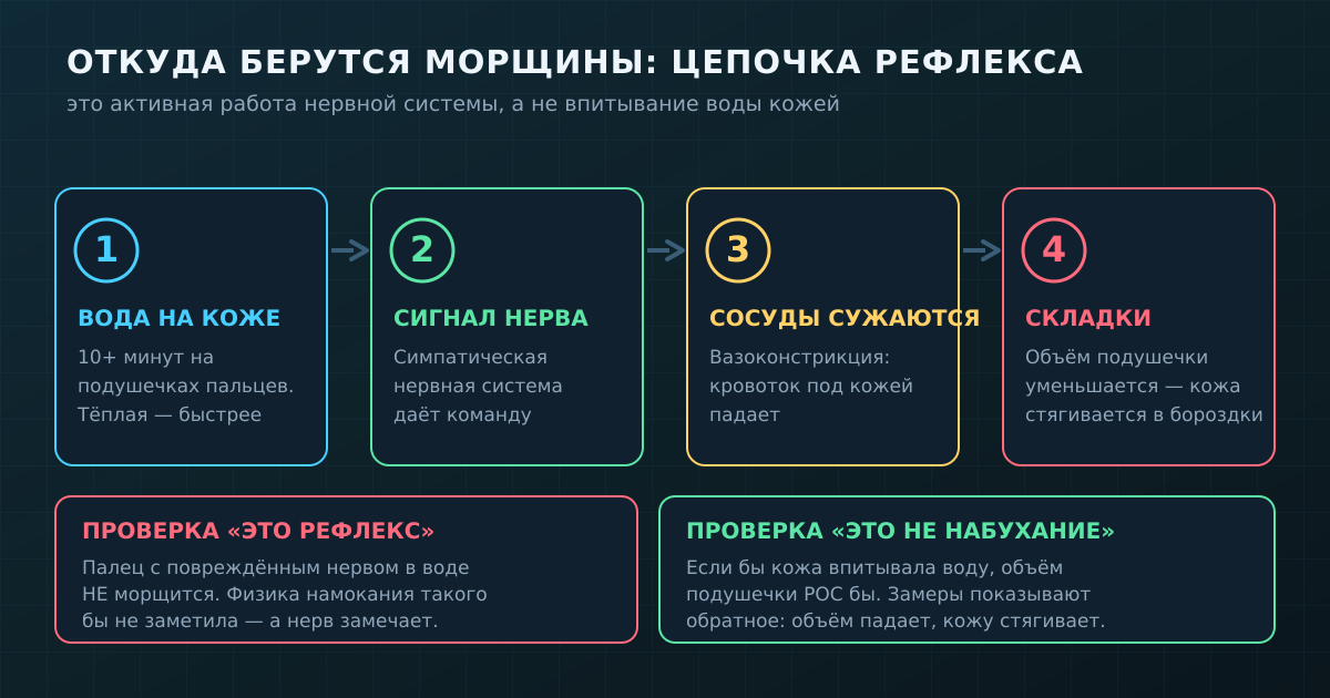 Цепочка рефлекса: вода на коже → сигнал симпатического нерва → сужение сосудов → падение объёма подушечки → кожа стягивается в складки.