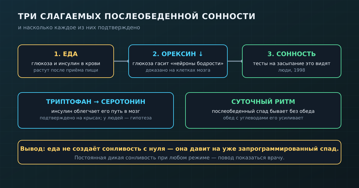 Три слагаемых сонливости после еды и насколько каждое подтверждено