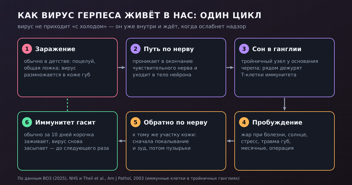 Цикл вируса простого герпеса: заражение, путь по нерву, сон в тройничном ганглии, пробуждение и возврат к тому же участку губы