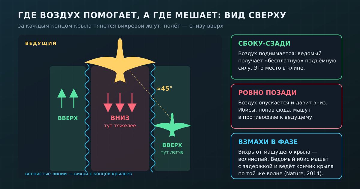 Схема вихрей за крылом: прямо позади воздух идёт вниз, сбоку-сзади — вверх, и именно там стоит ведомый