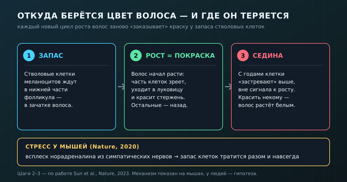 Как волос получает цвет и где цепочка рвётся: запас стволовых клеток → созревание в луковице → «застревание» клеток с возрастом