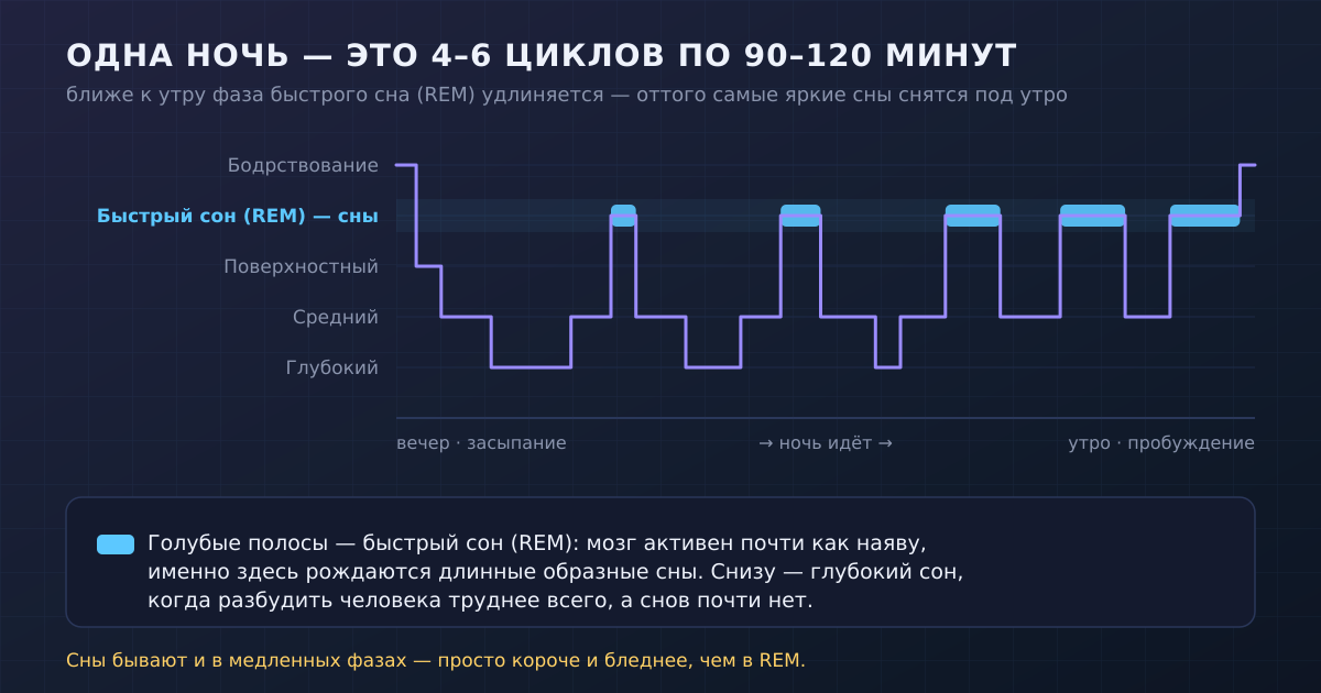 Одна ночь — это 4–6 циклов по 90–120 минут. Ближе к утру фаза быстрого сна (REM) удлиняется, поэтому самые яркие сны снятся под утро.