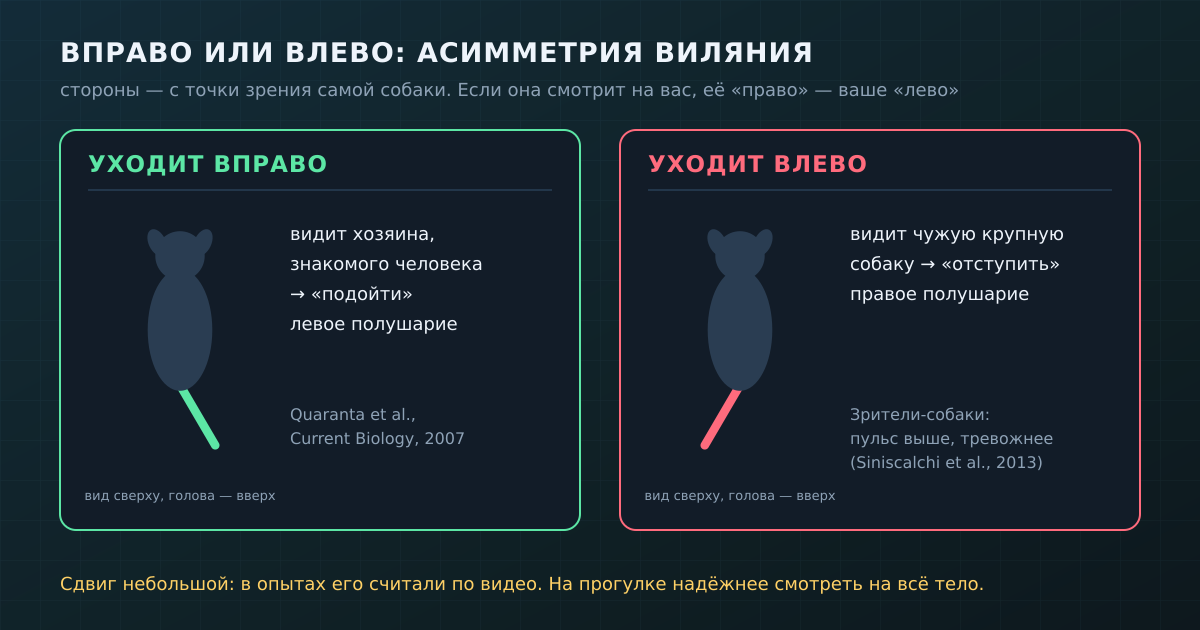 Асимметрия виляния: сдвиг вправо связан с настроем «подойти», влево — с настроем «отступить». Стороны указаны с точки зрения собаки.
