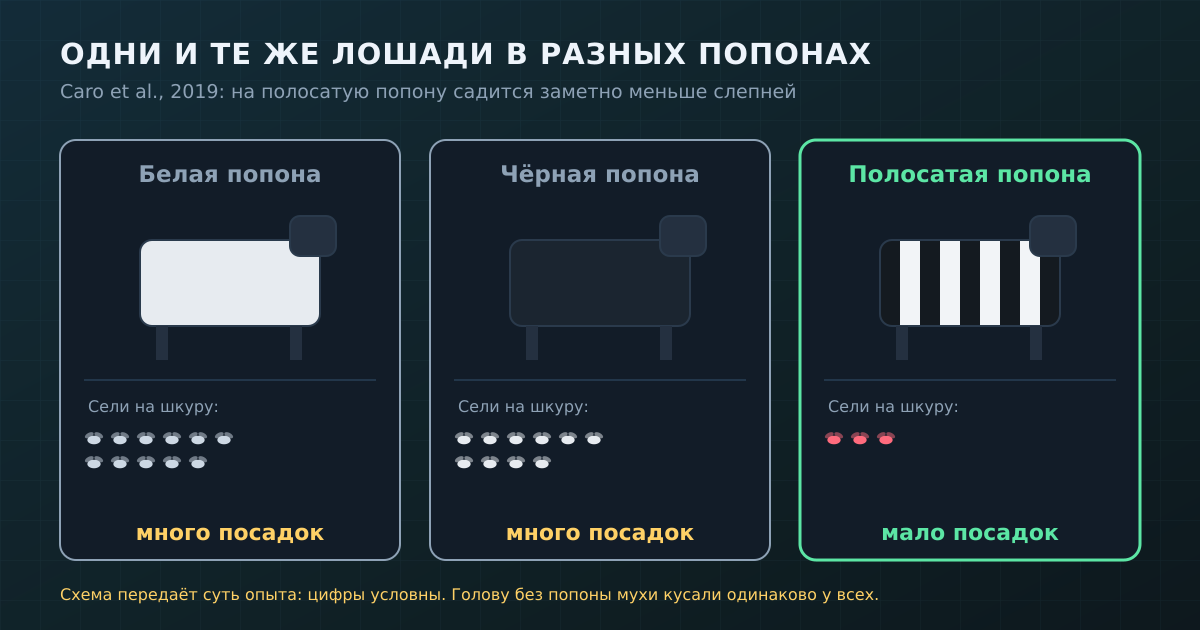 Схема опыта: на полосатую попону садится заметно меньше слепней, чем на белую или чёрную (цифры условны).