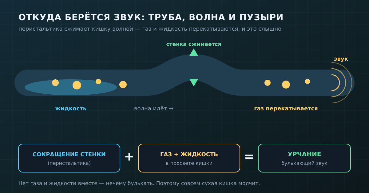 Перистальтика сжимает кишку волной, газ и жидкость перекатываются — так и рождается урчание
