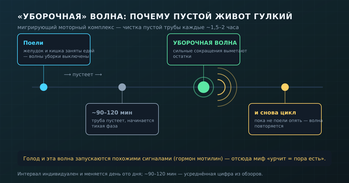 «Уборочная» волна (мигрирующий моторный комплекс) проходит по пустой кишке примерно каждые 1,5–2 часа